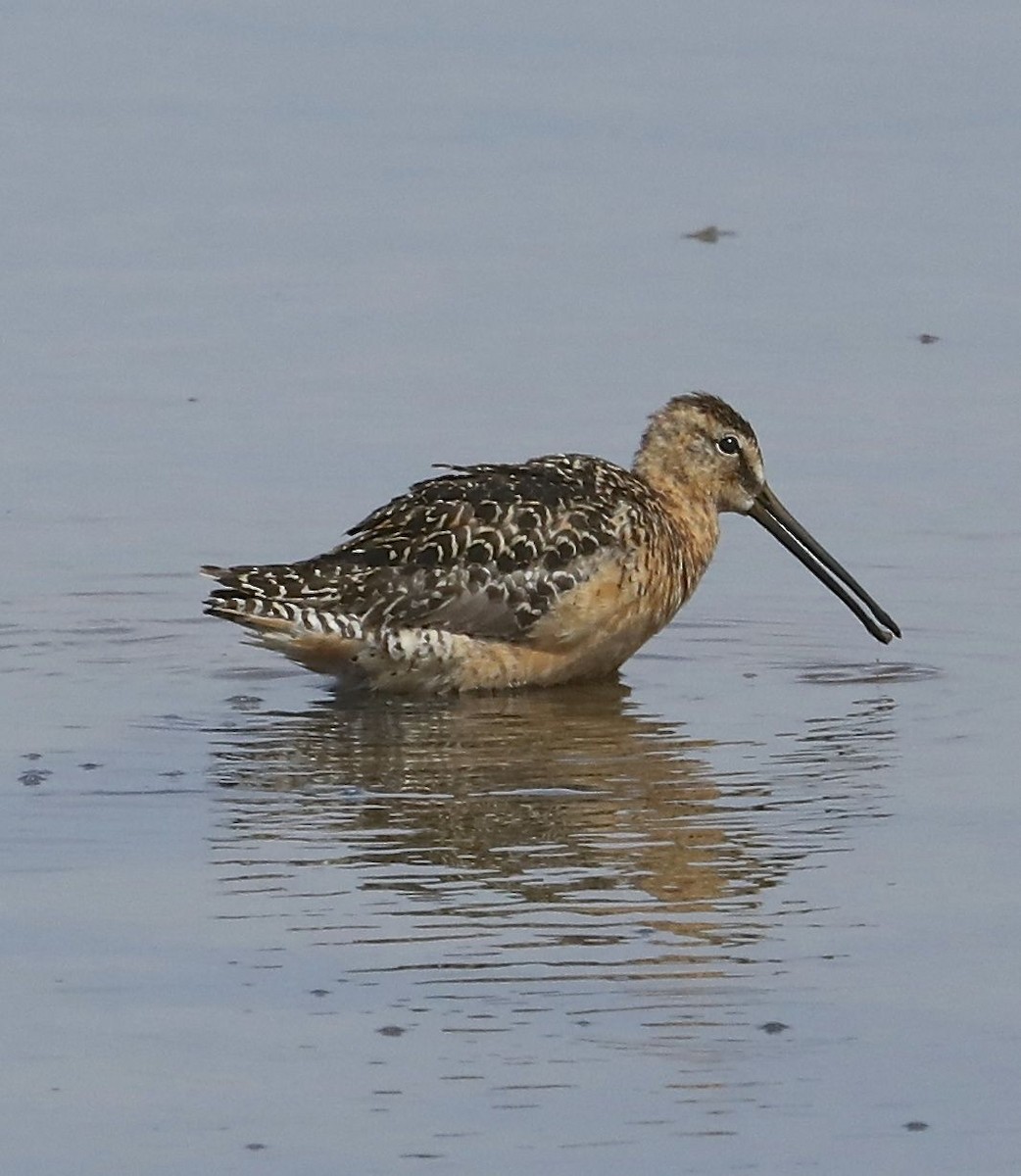Long-billed Dowitcher - ML108245901