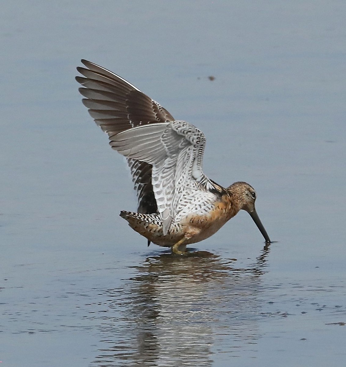 Long-billed Dowitcher - ML108245911