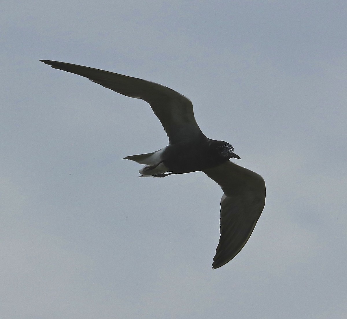 Black Tern - Charles Lyon