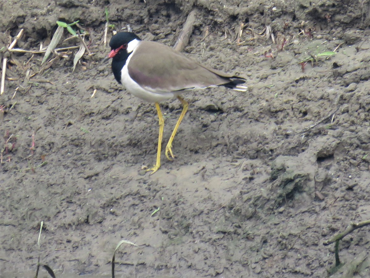 Red-wattled Lapwing - Anil Menon