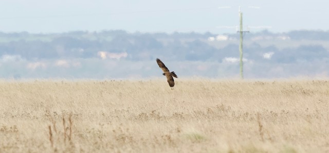 Bird flying over reedbeds; Victoria, Australia. - Black Falcon - 