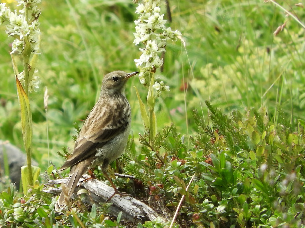 Water Pipit - ML108249301