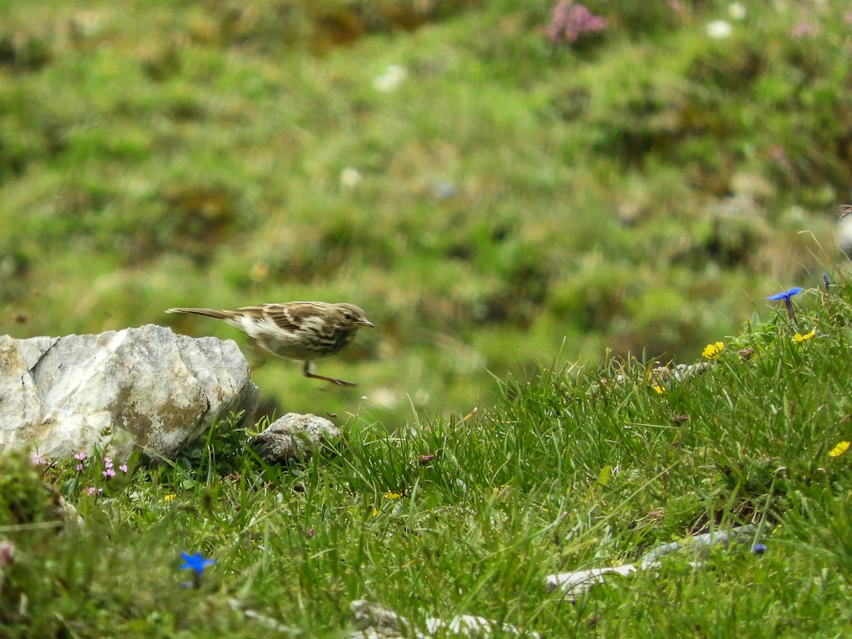 Meadow Pipit - ML108249411