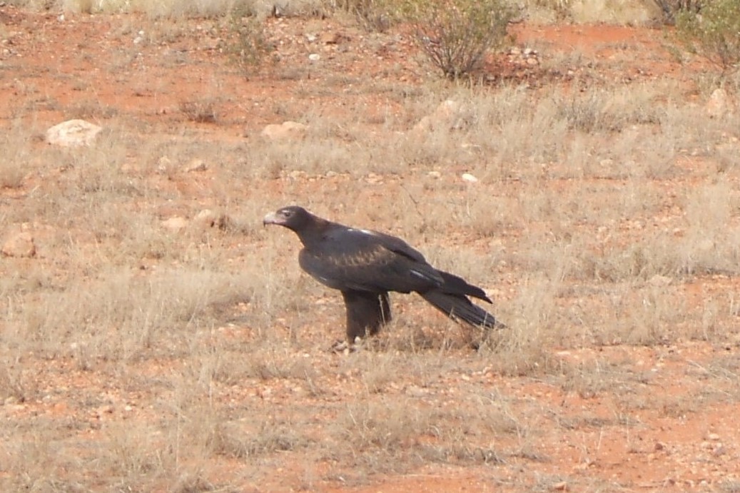 Wedge-tailed Eagle - ML108249451