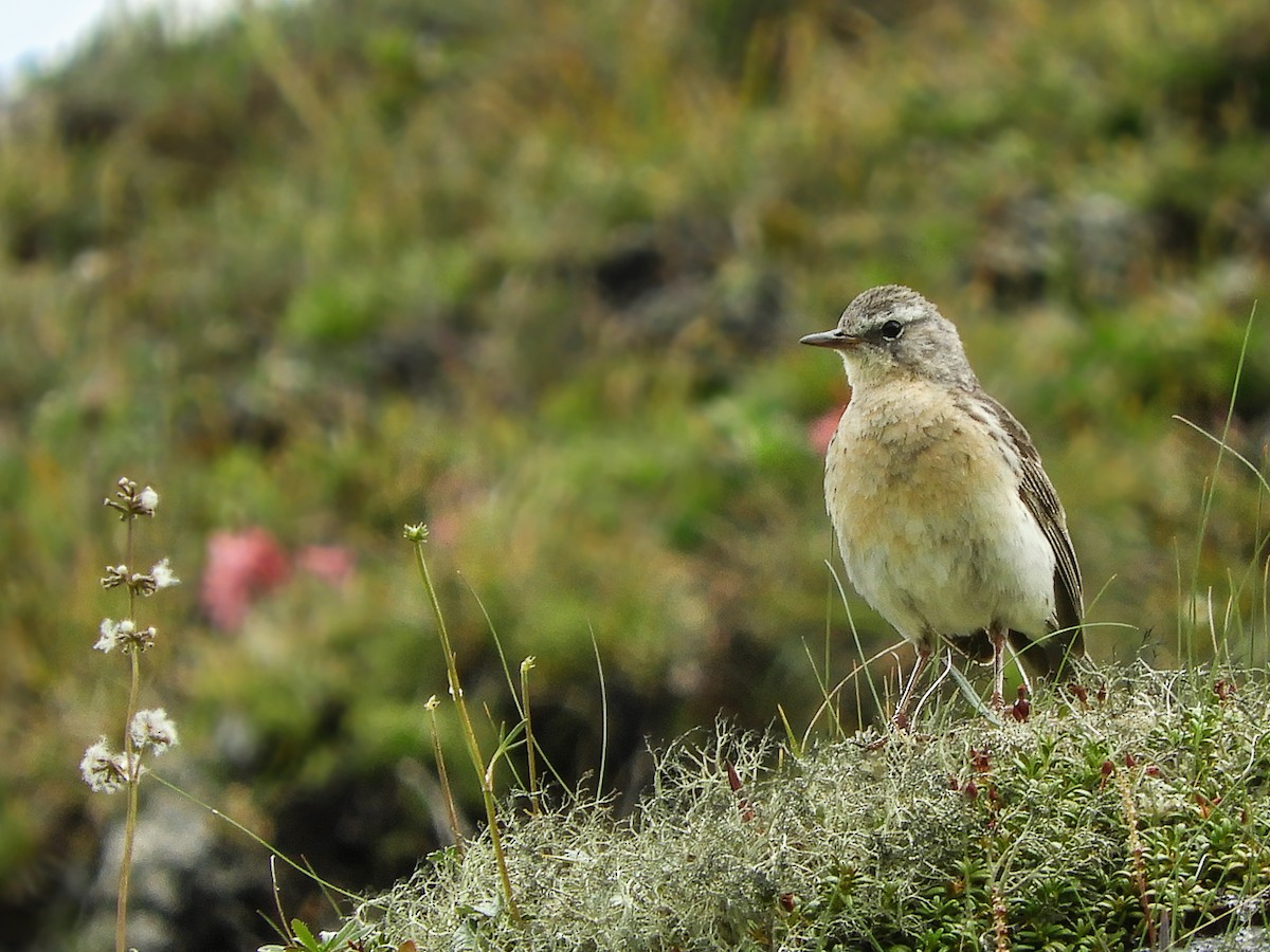 Water Pipit - ML108249491