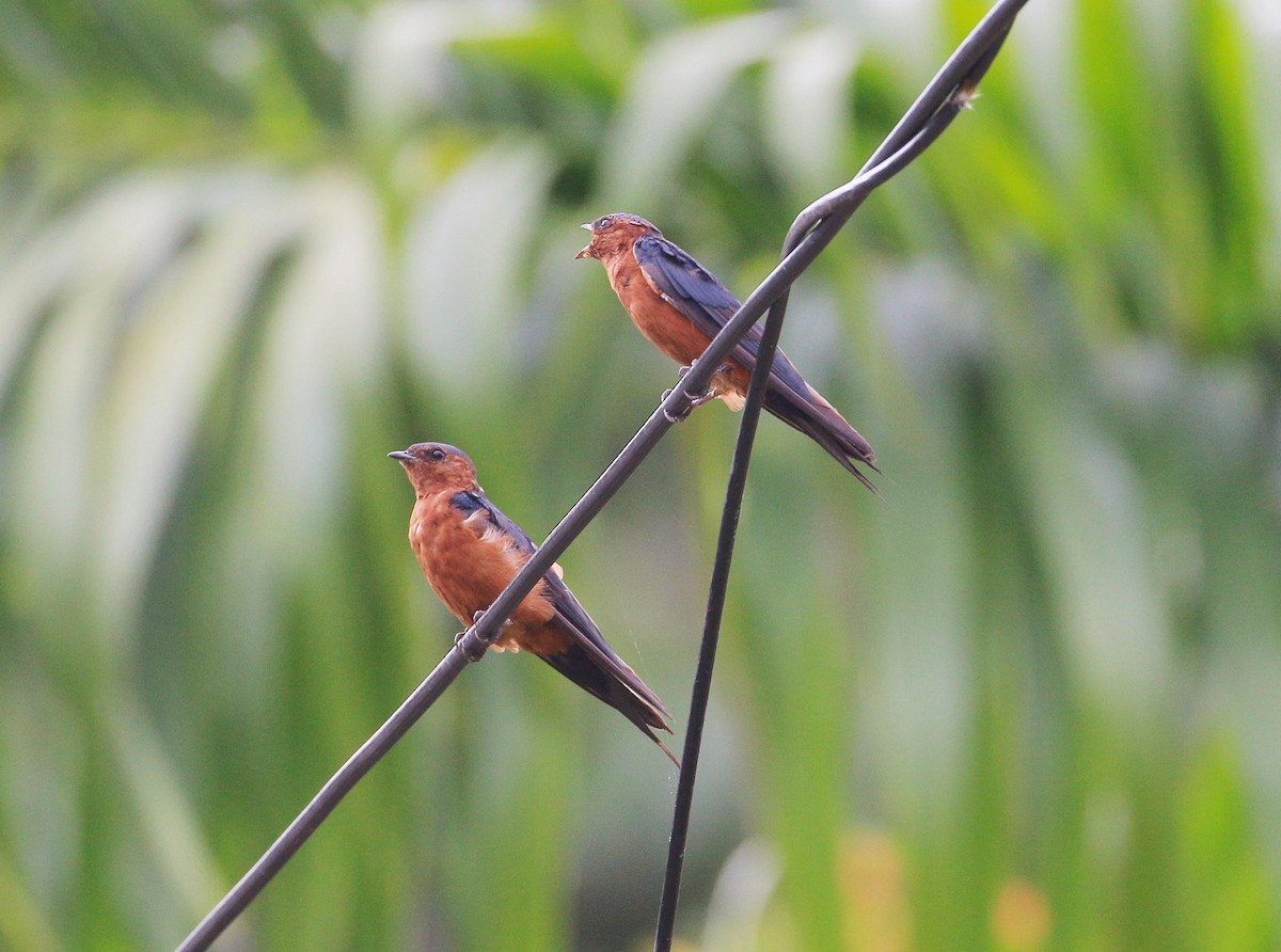 Rufous-bellied Swallow - Neoh Hor Kee