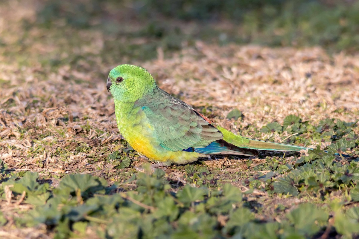 Red-rumped Parrot - ML108250401