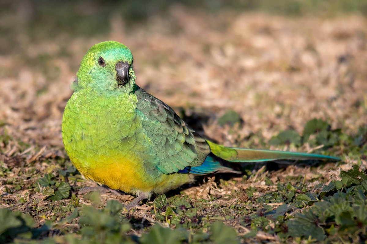 Red-rumped Parrot - ML108250411
