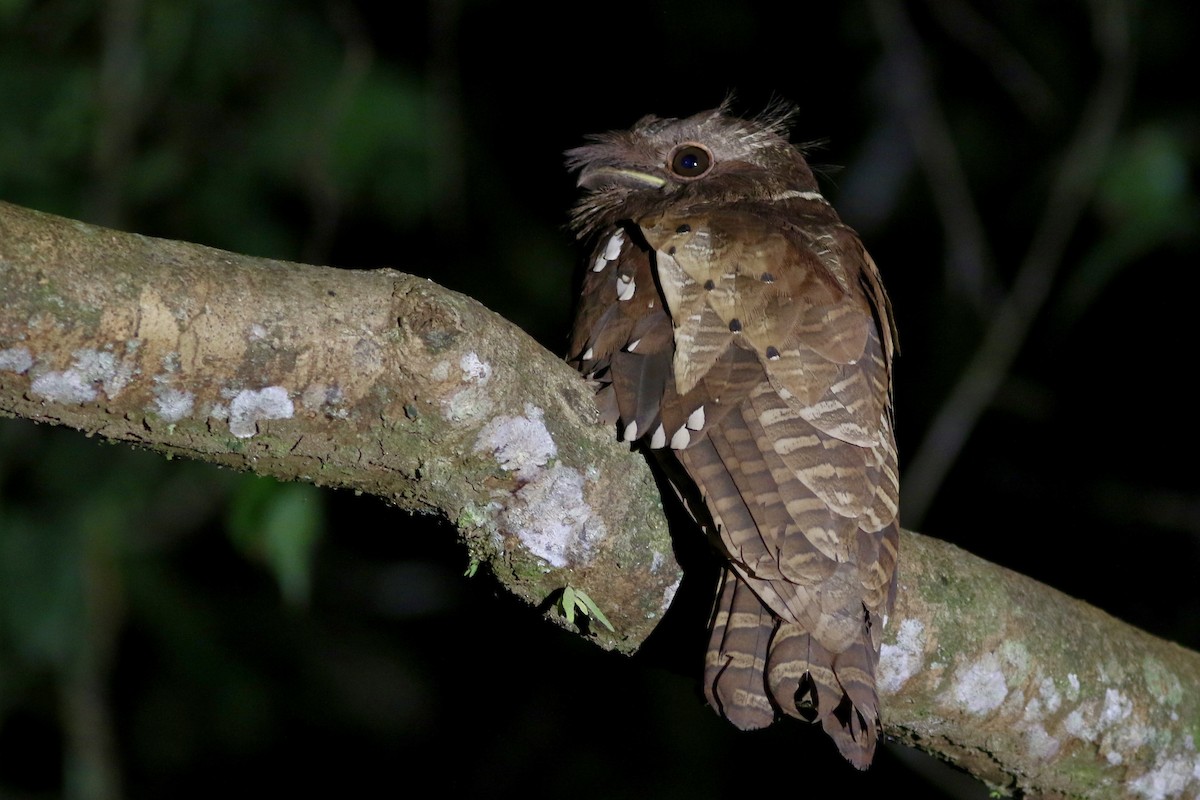 Dulit Frogmouth - ML108253551