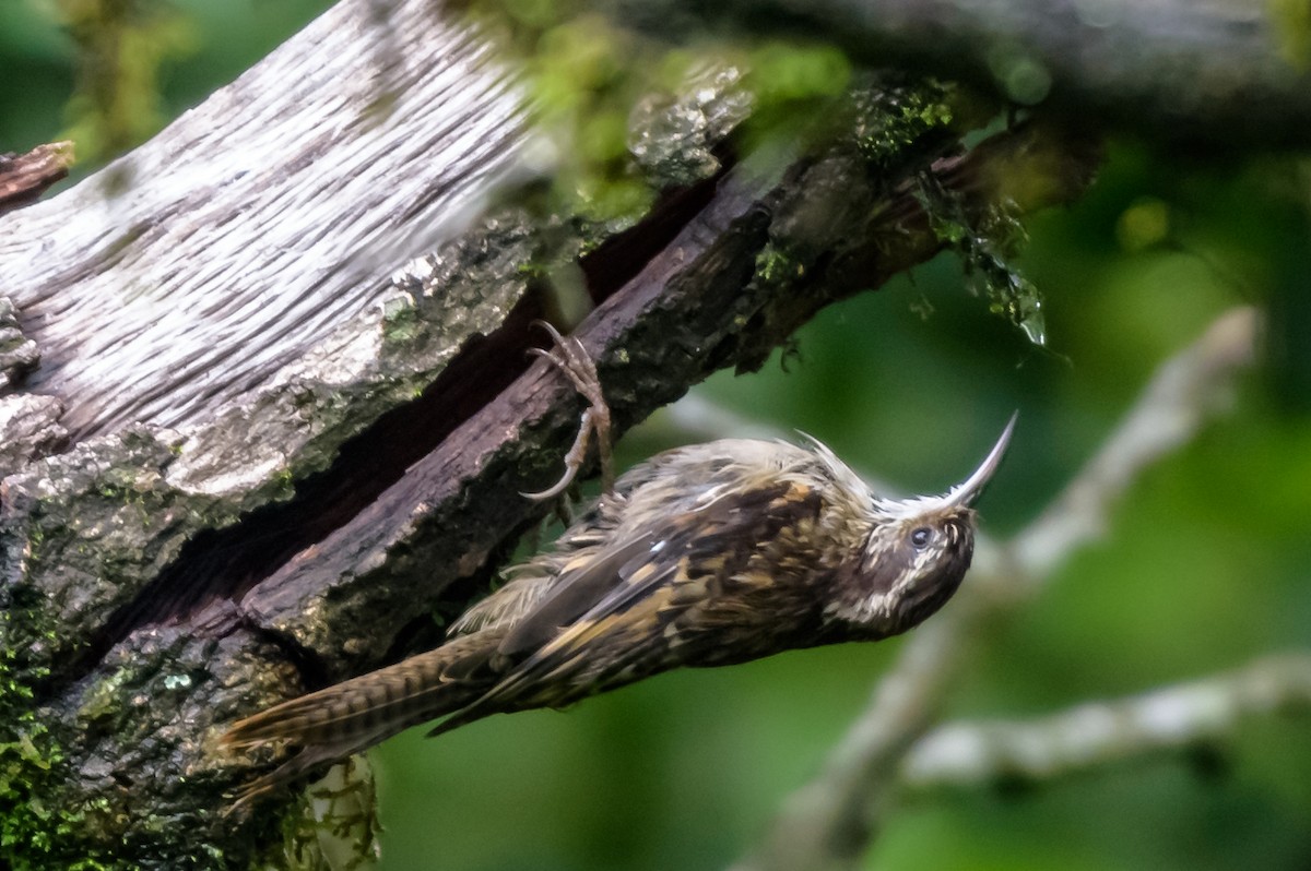 Bar-tailed Treecreeper - Balaji P B