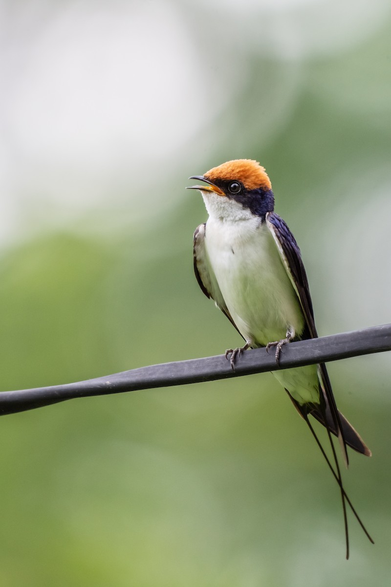 Wire-tailed Swallow - Balaji P B