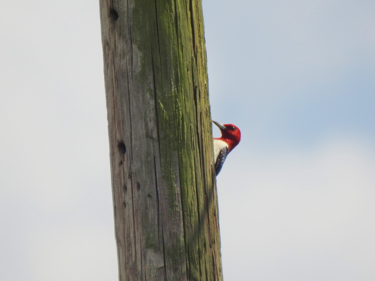 Red-headed Woodpecker - Kent Miller
