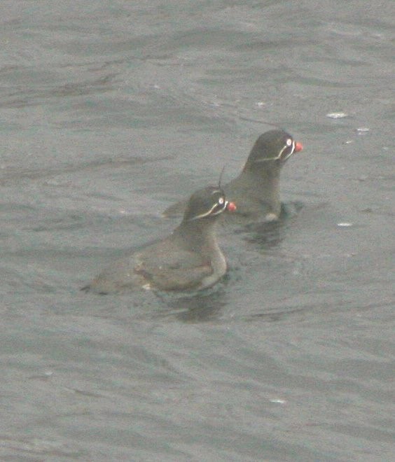 Whiskered Auklet - R.D. Wallace