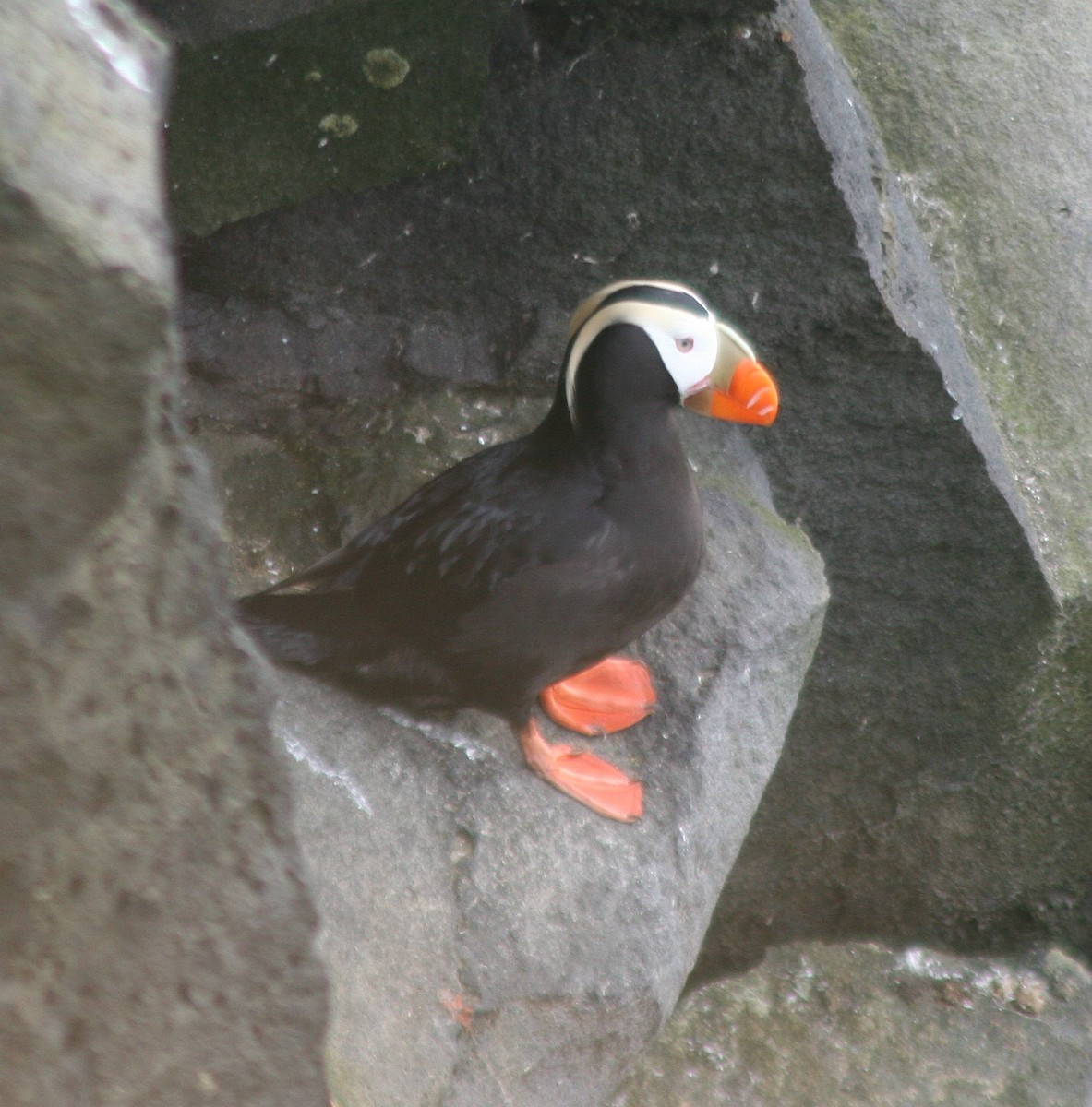 Tufted Puffin - R.D. Wallace