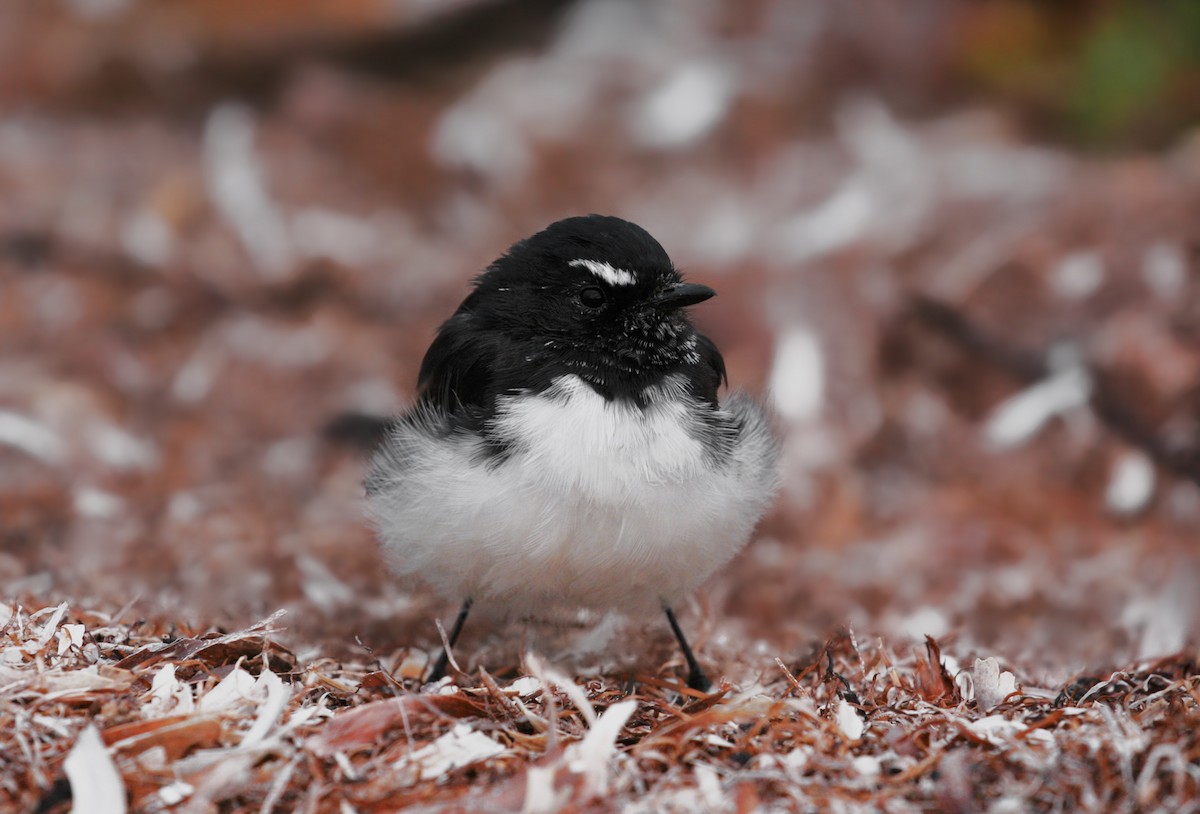 Willie-wagtail - Anonymous