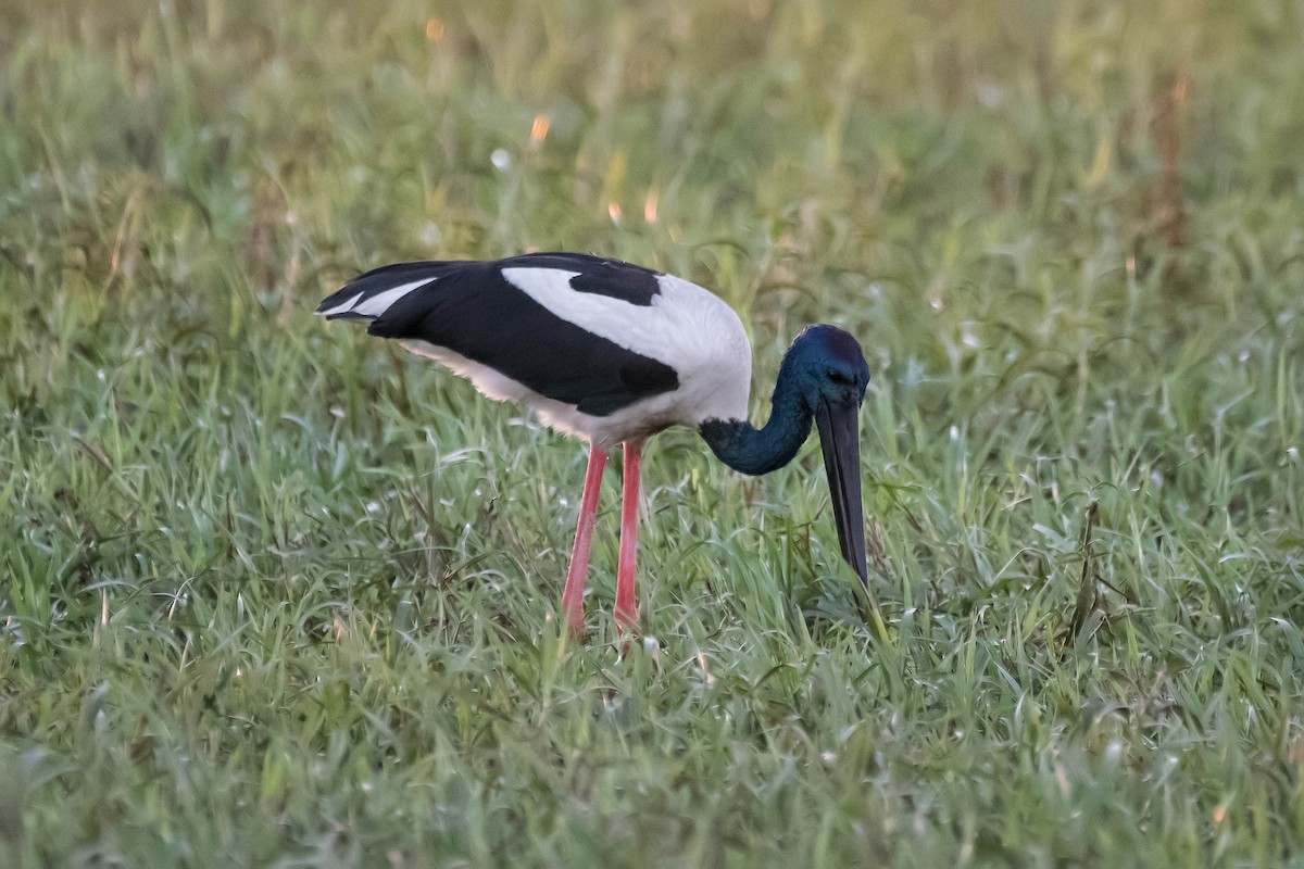 Black-necked Stork - ML108260871