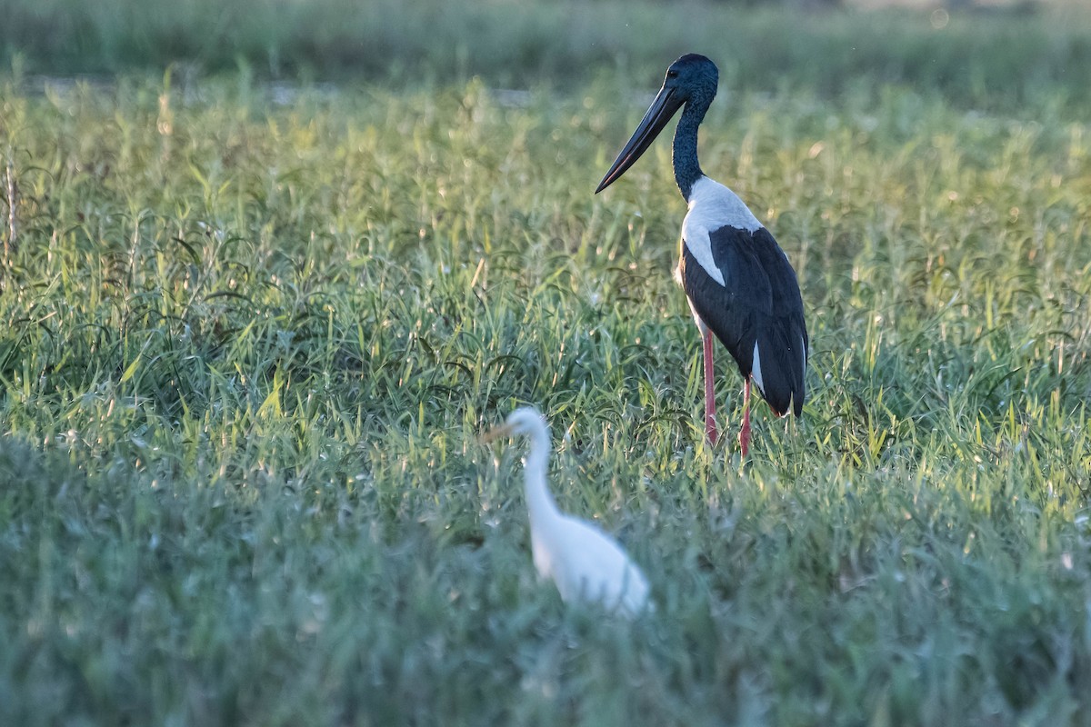 Black-necked Stork - ML108260921