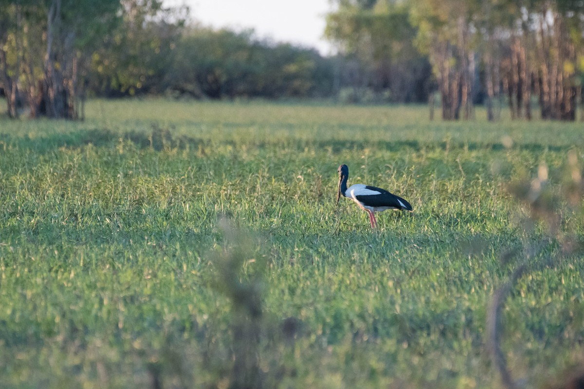 Black-necked Stork - ML108261001