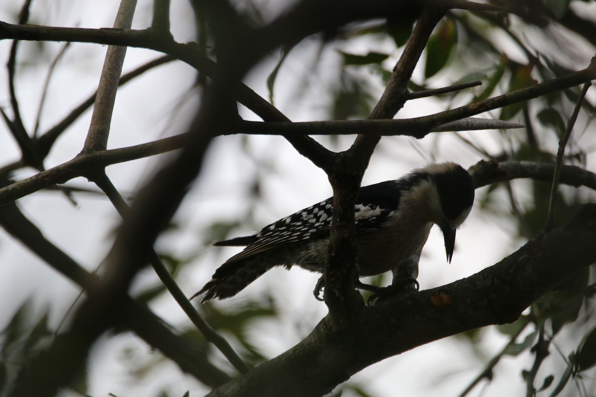 White-fronted Woodpecker - ML108262791