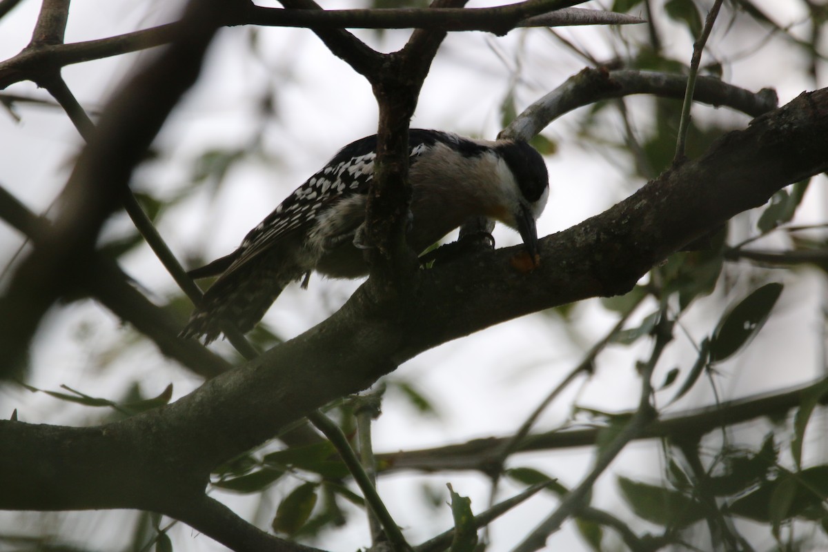 White-fronted Woodpecker - Haydee Cabassi