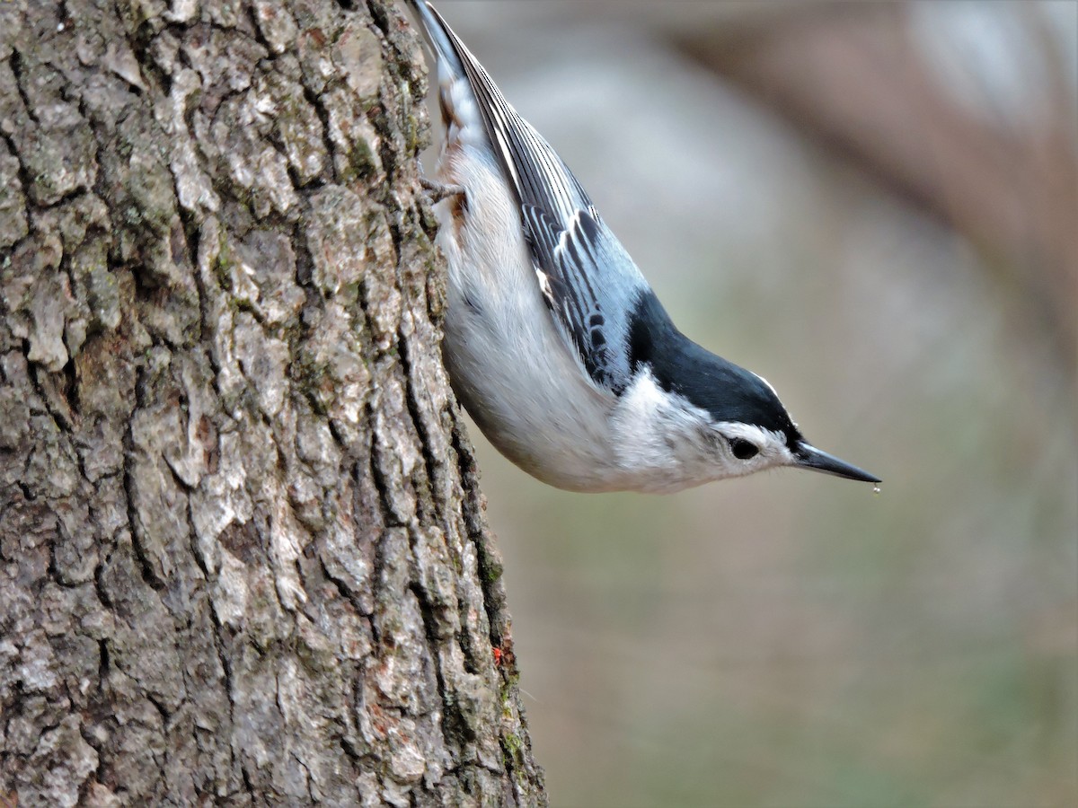 White-breasted Nuthatch - ML108263071