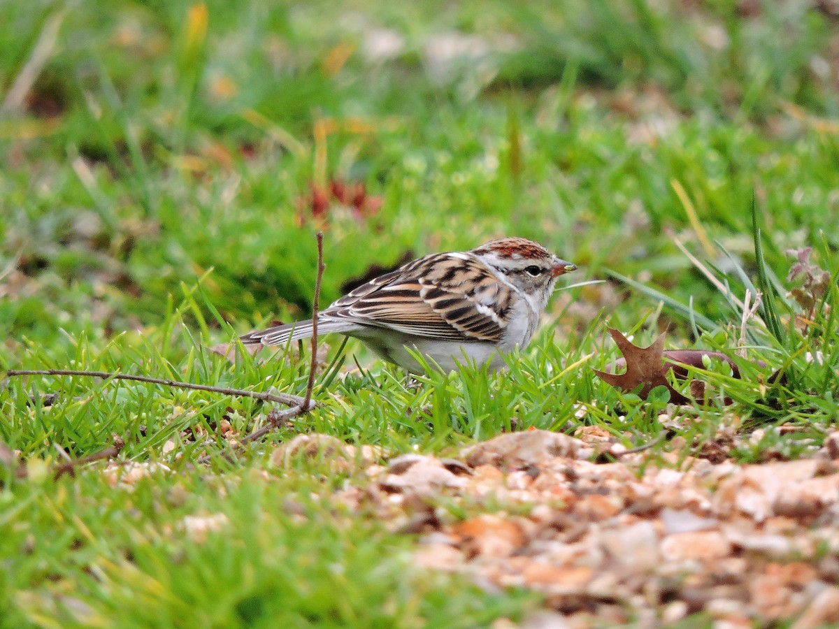 Chipping Sparrow - ML108263431
