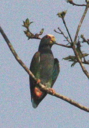 White-crowned Parrot - ML108263991