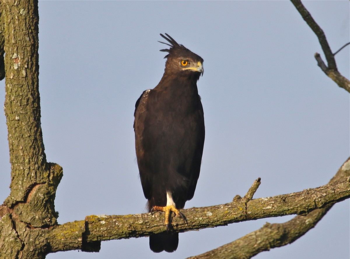 Long-crested Eagle - Gil Ewing