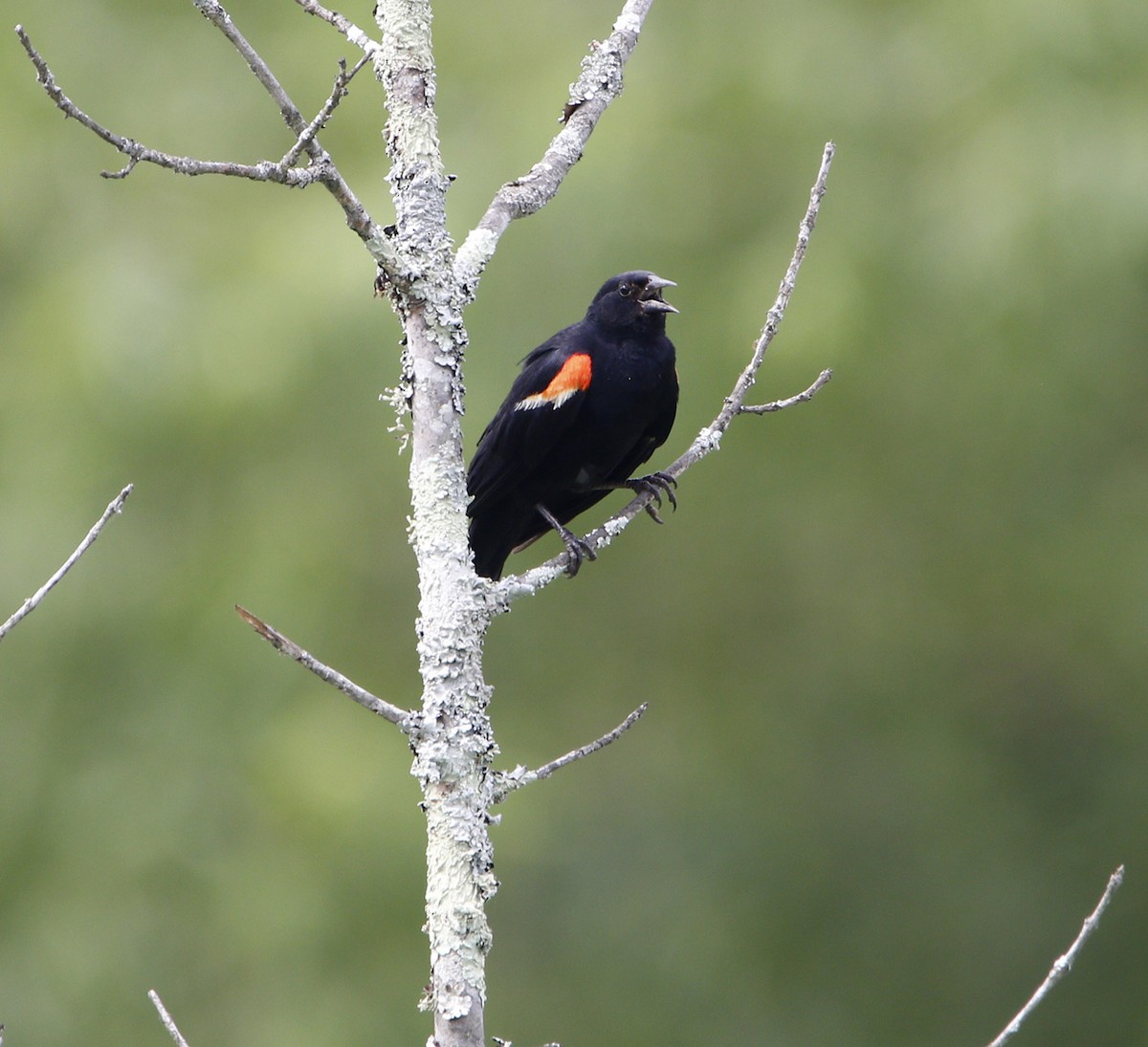 Red-winged Blackbird - ML108264781