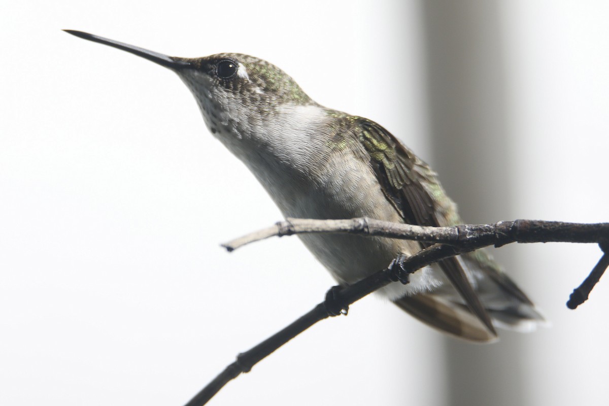 Ruby-throated Hummingbird - ML108264991
