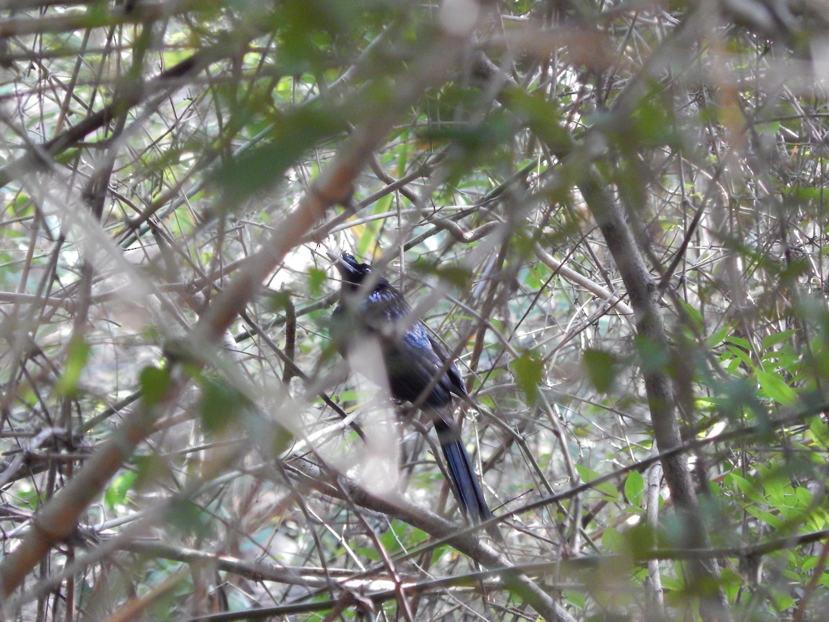 Greater Racket-tailed Drongo - Sivakumar Ramasamy