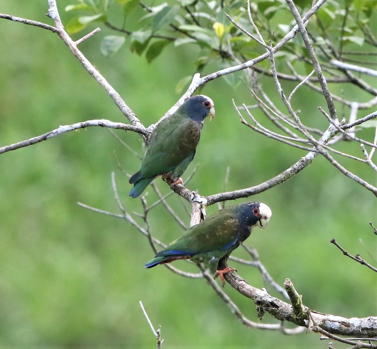 White-crowned Parrot - ML108267791