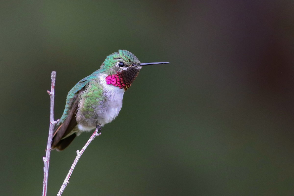 Broad-tailed Hummingbird - ML108267951