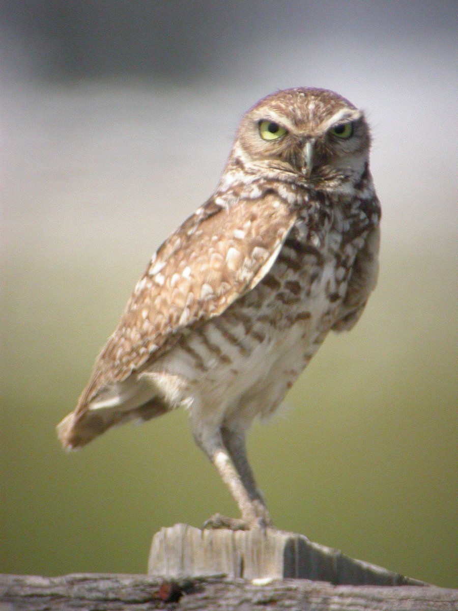 Burrowing Owl - ML108268341