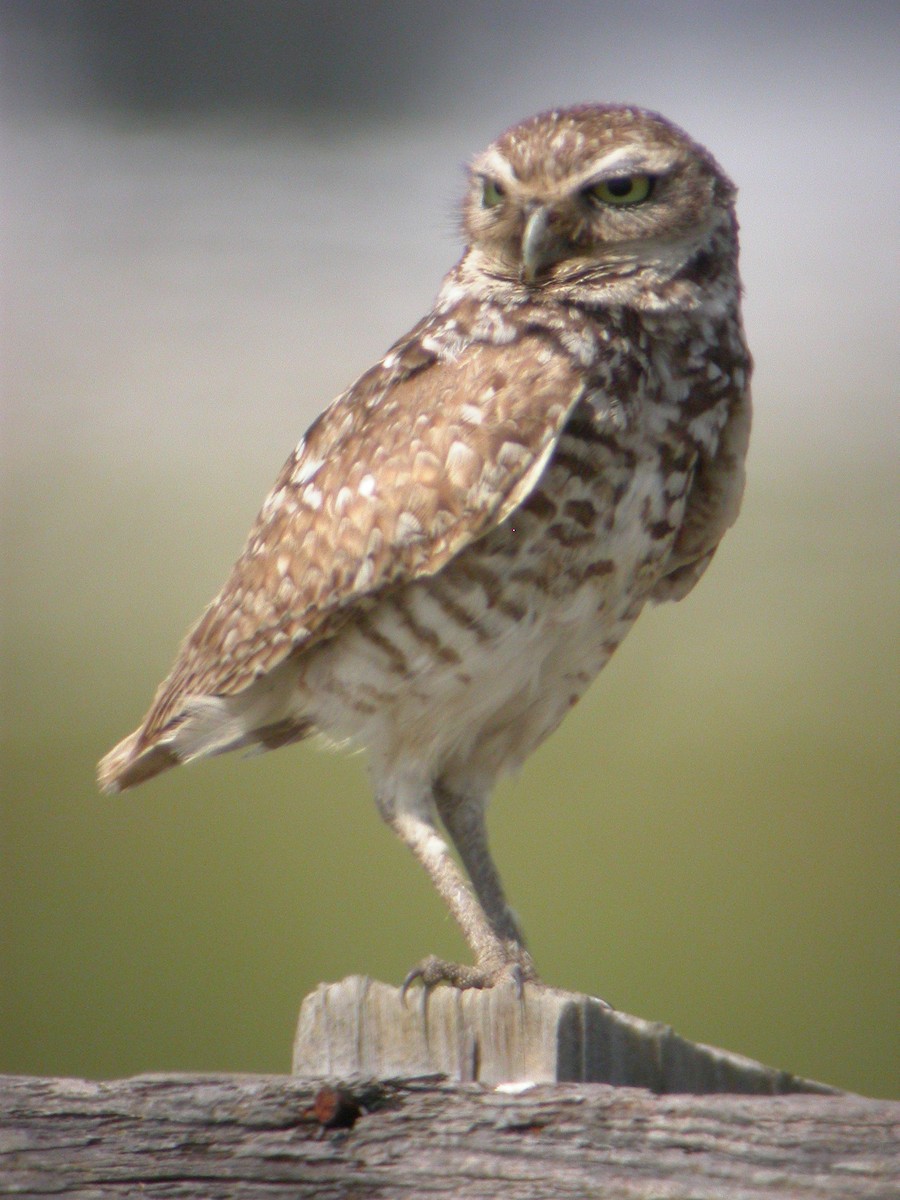 Burrowing Owl - Bev Hansen