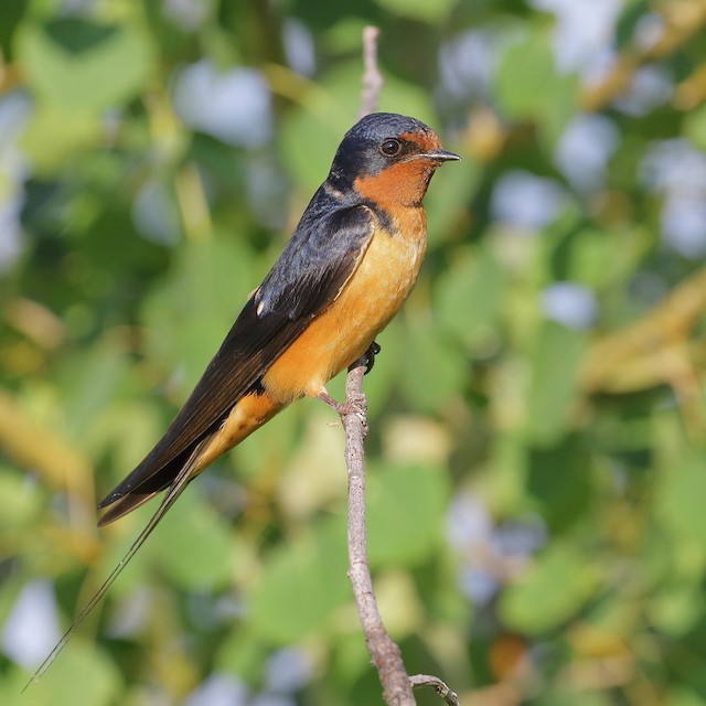 Formative or Definitive Basic male Barn Swallow (18 April). - Barn Swallow - 