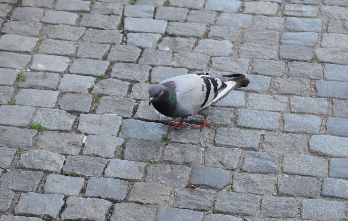 Rock Pigeon (Feral Pigeon) - ML108273251