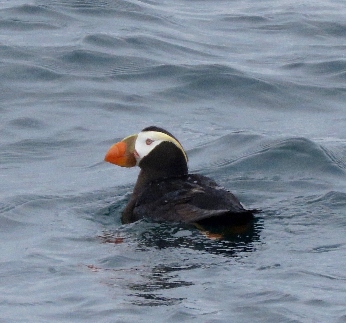Tufted Puffin - Don Glasco