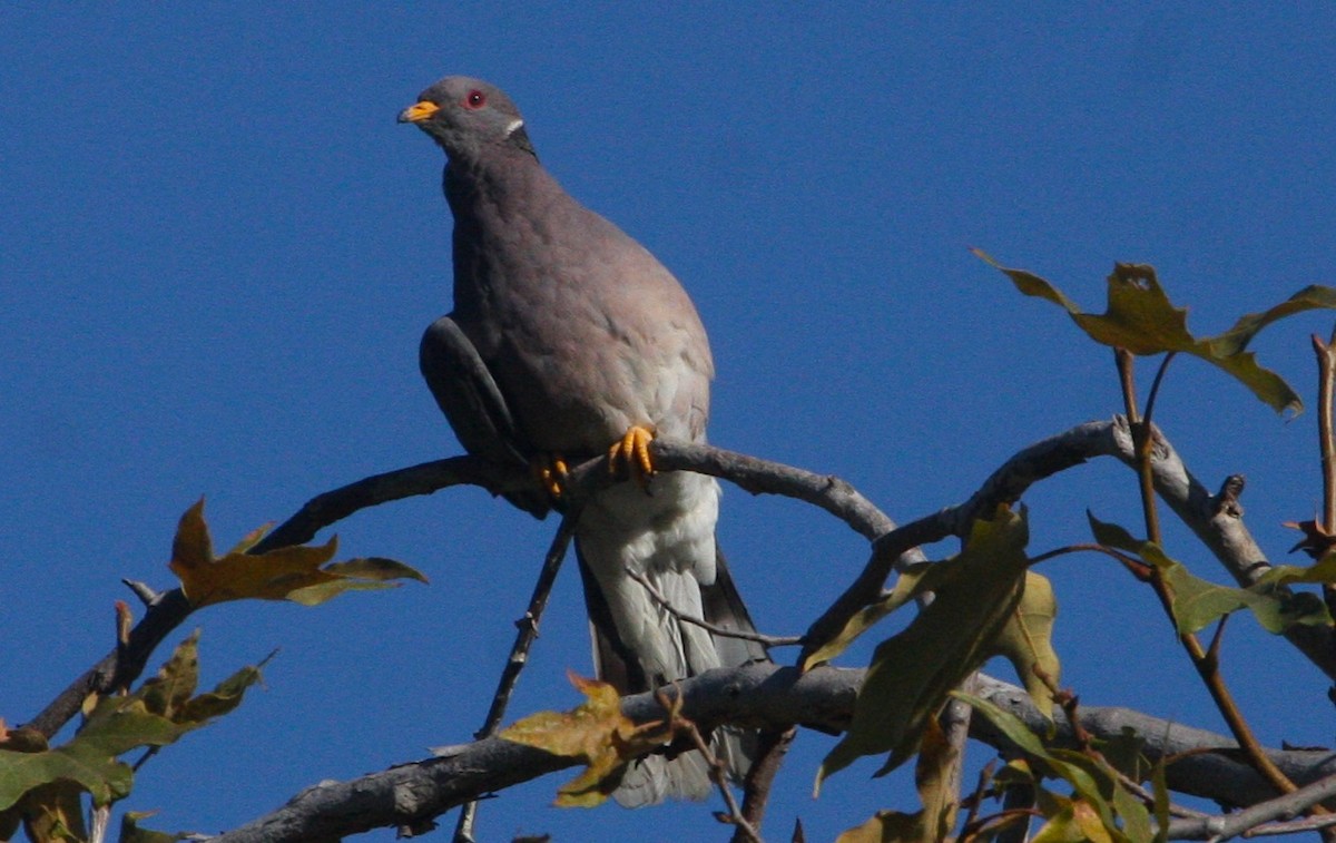 Band-tailed Pigeon - ML108286931