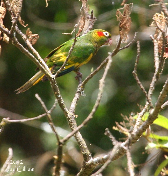 Sulphur-winged Parakeet - Jay Gilliam