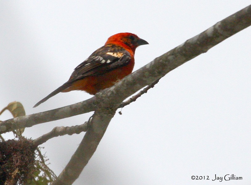 Flame-colored Tanager - ML108287301