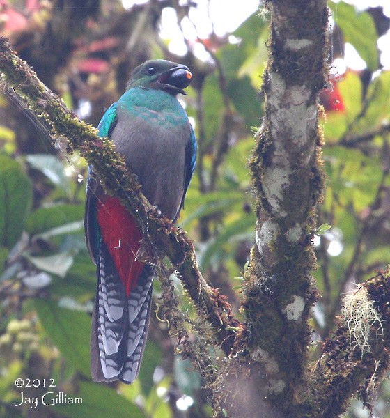 Quetzal Guatemalteco - ML108287421