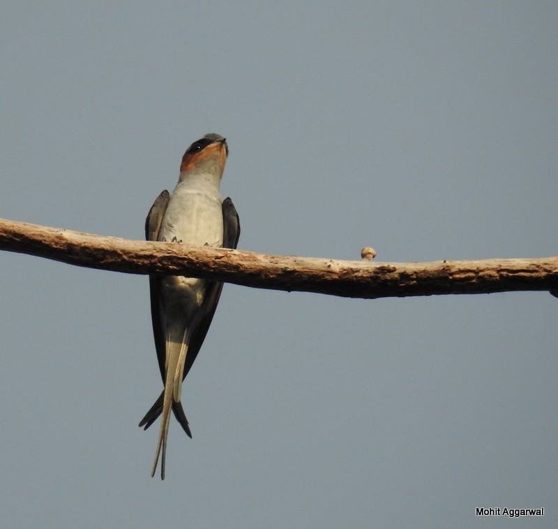 Crested Treeswift - Mohit Aggarwal