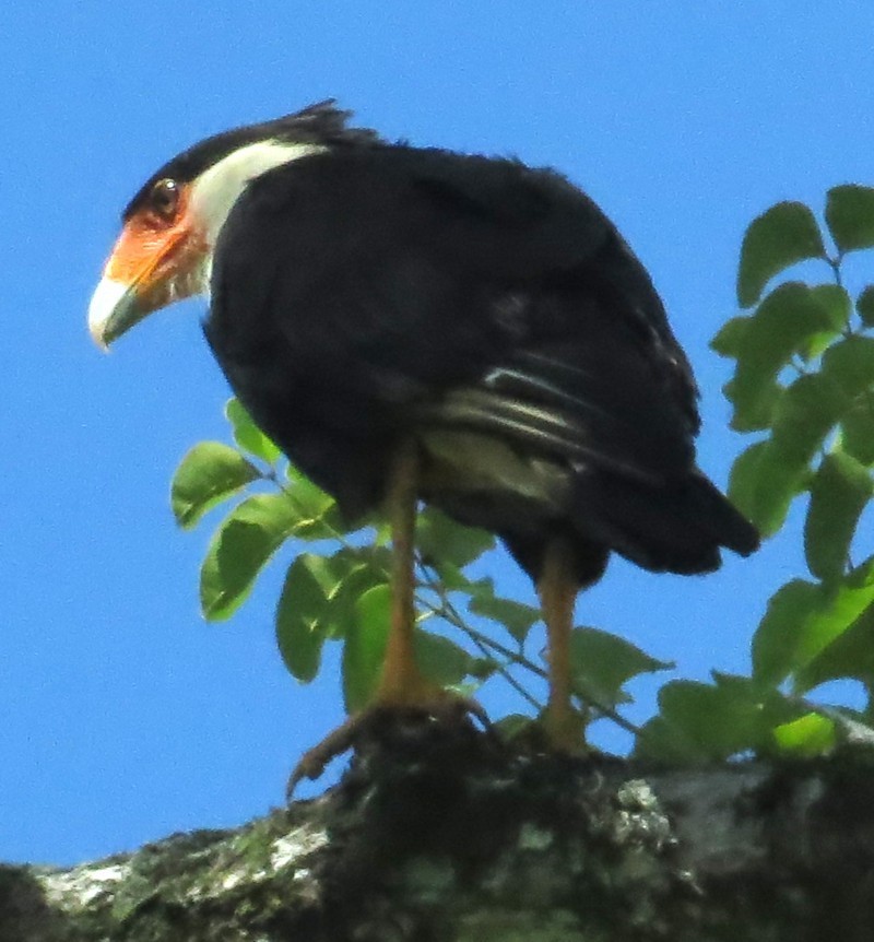 Crested Caracara (Northern) - Mary Beth Stowe