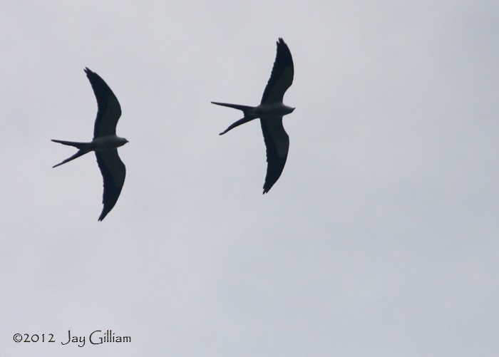 Swallow-tailed Kite - ML108290481