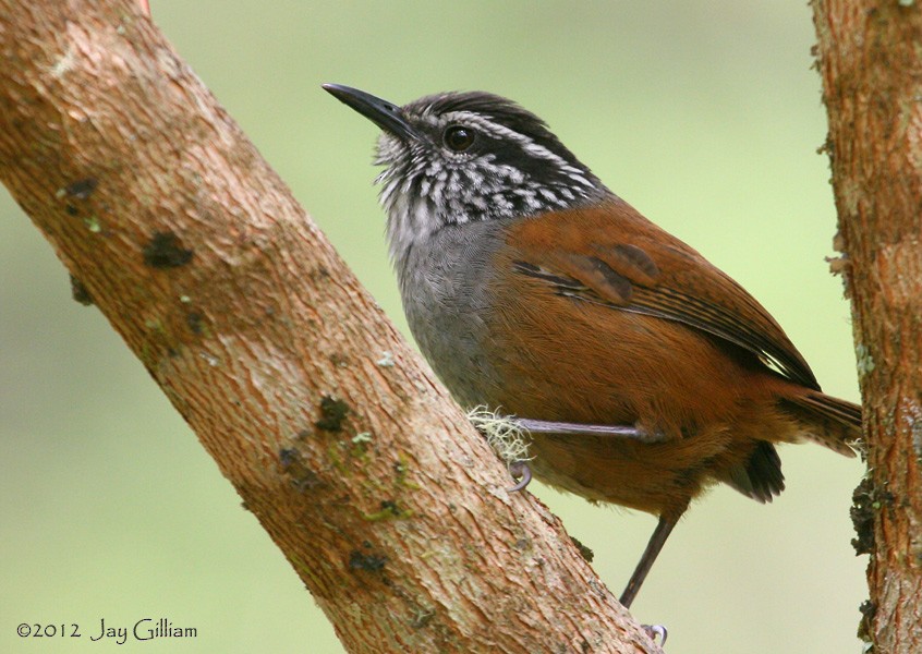 Gray-breasted Wood-Wren - Jay Gilliam
