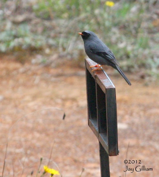 Black-faced Solitaire - ML108290841