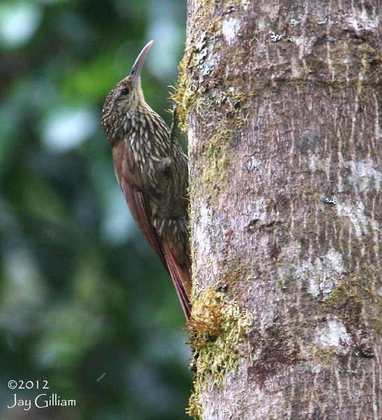 Spot-crowned Woodcreeper - Jay Gilliam
