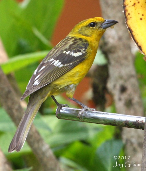 Flame-colored Tanager - ML108290961