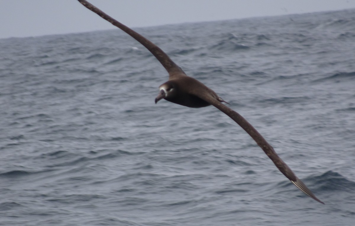 albatros černonohý - ML108292301